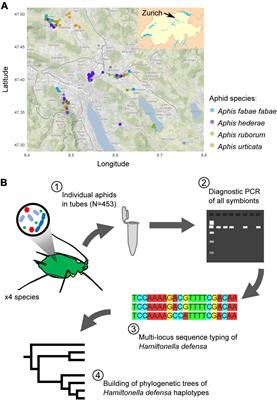 Gated Communities: Inter- and Intraspecific Diversity of Endosymbionts Across Four Sympatric Aphid Species